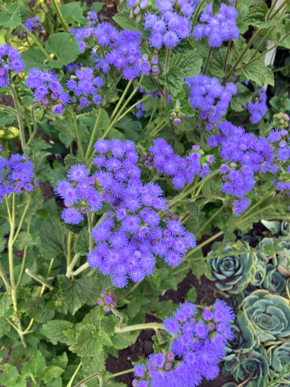 Pollinator Ageratum - Summer Sky