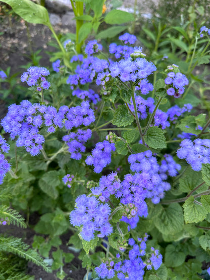 Pollinator Ageratum - Summer Sky