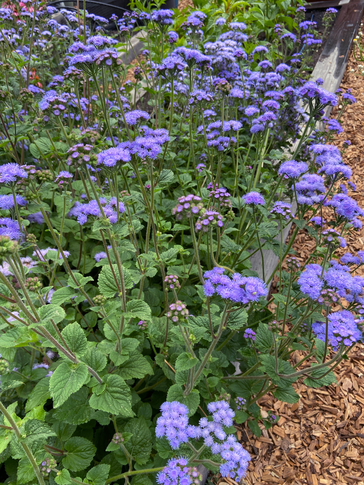 Pollinator Ageratum - Summer Sky