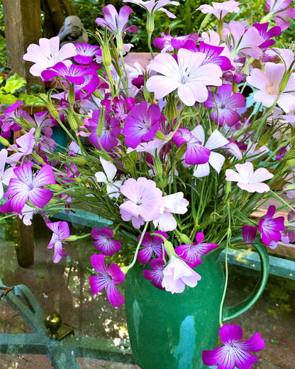 Agrostemma - Purple Queen and Pink Contessa