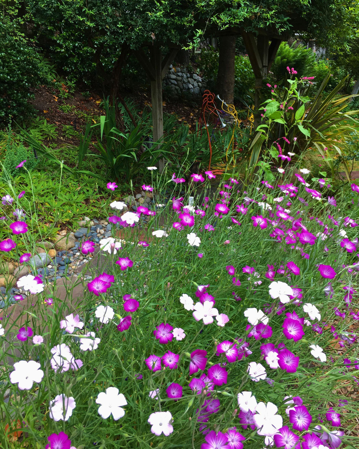 Agrostemma - Purple Queen and Pink Contessa