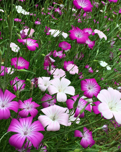 Agrostemma - Purple Queen and Pink Contessa