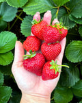 Strawberry Plants - Albion Ever-Bearing
