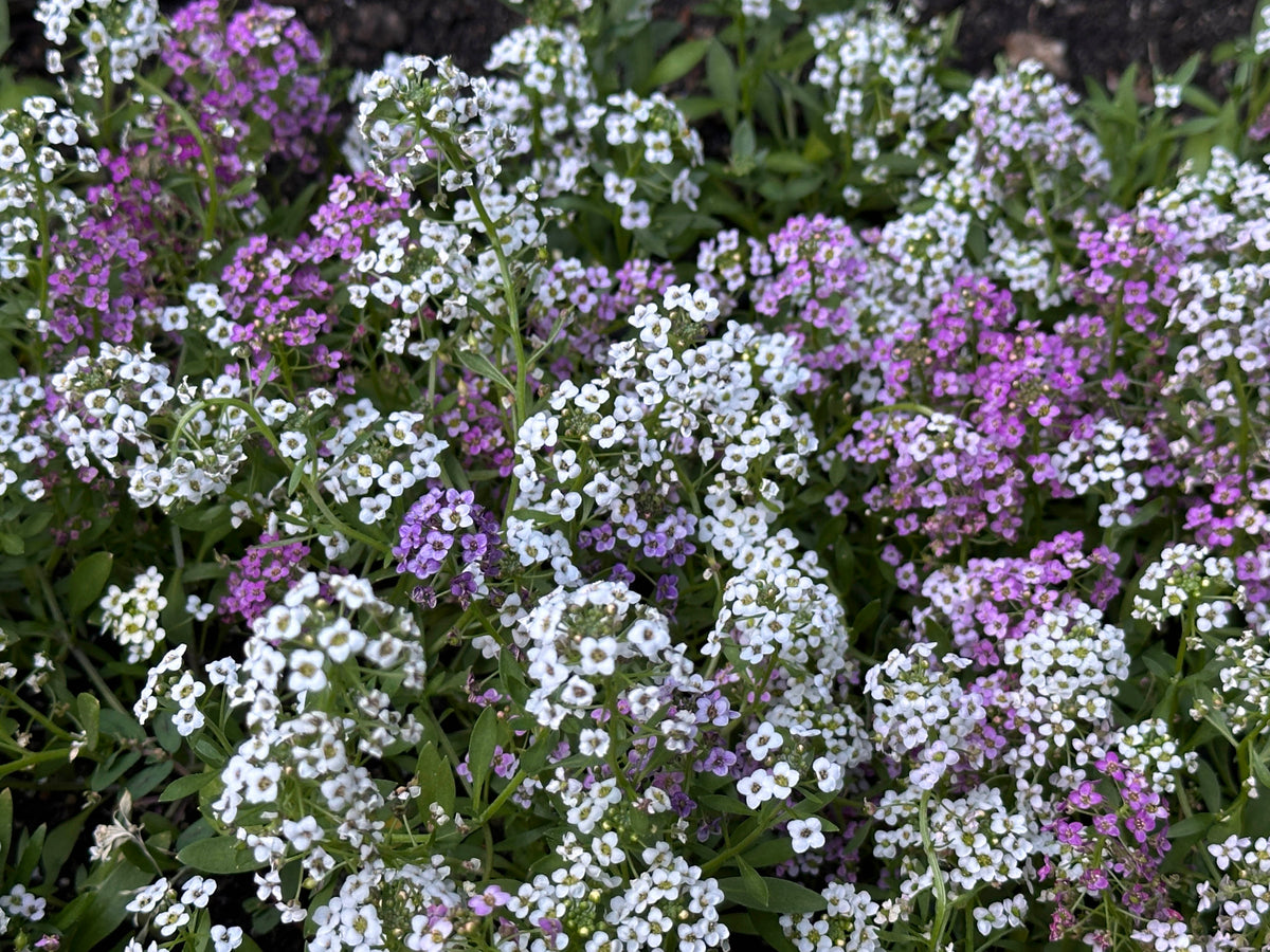 Honey-Scented Alyssum - Gulf Winds