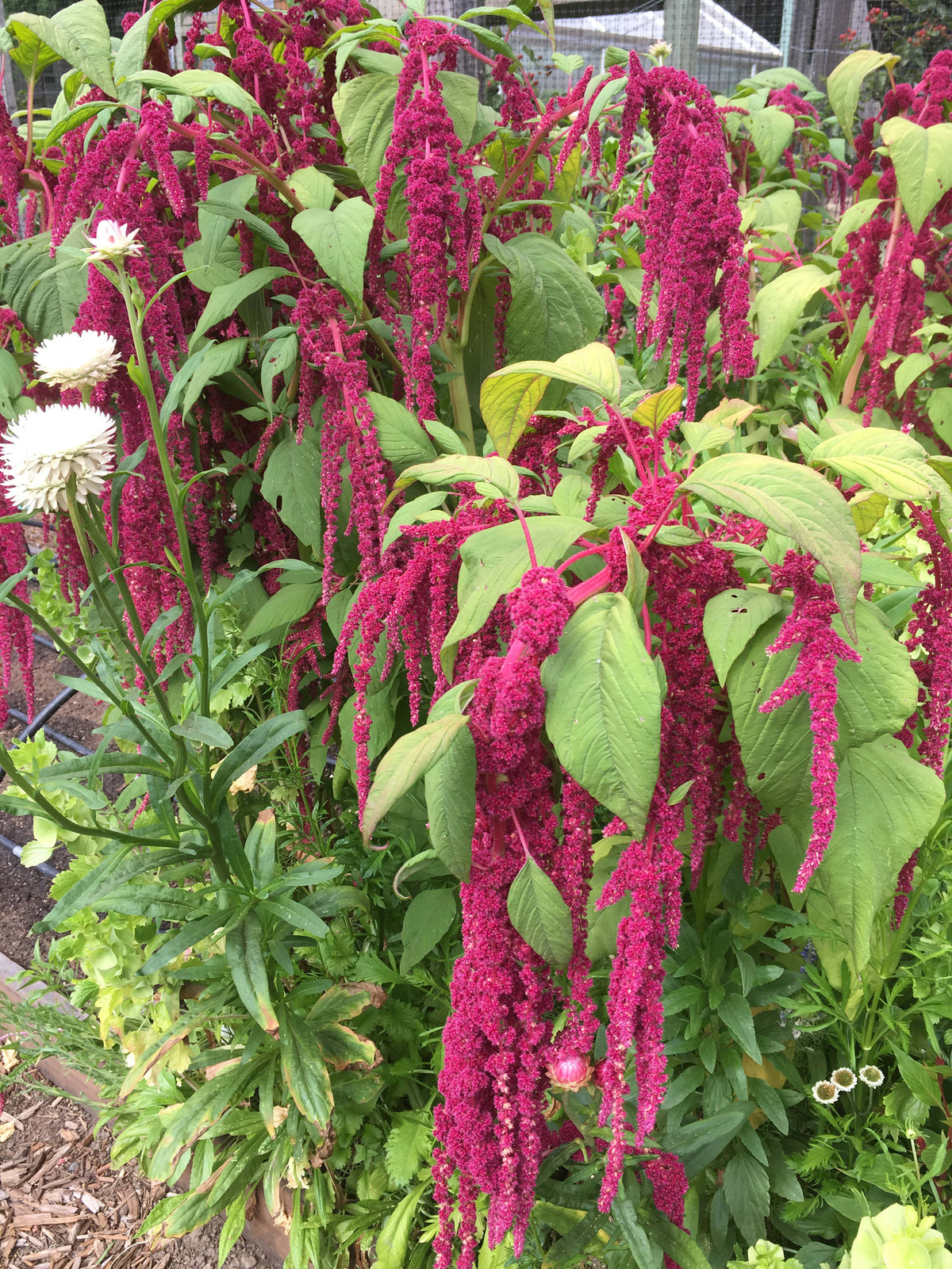 Heirloom Amaranth - Love Lies Bleeding