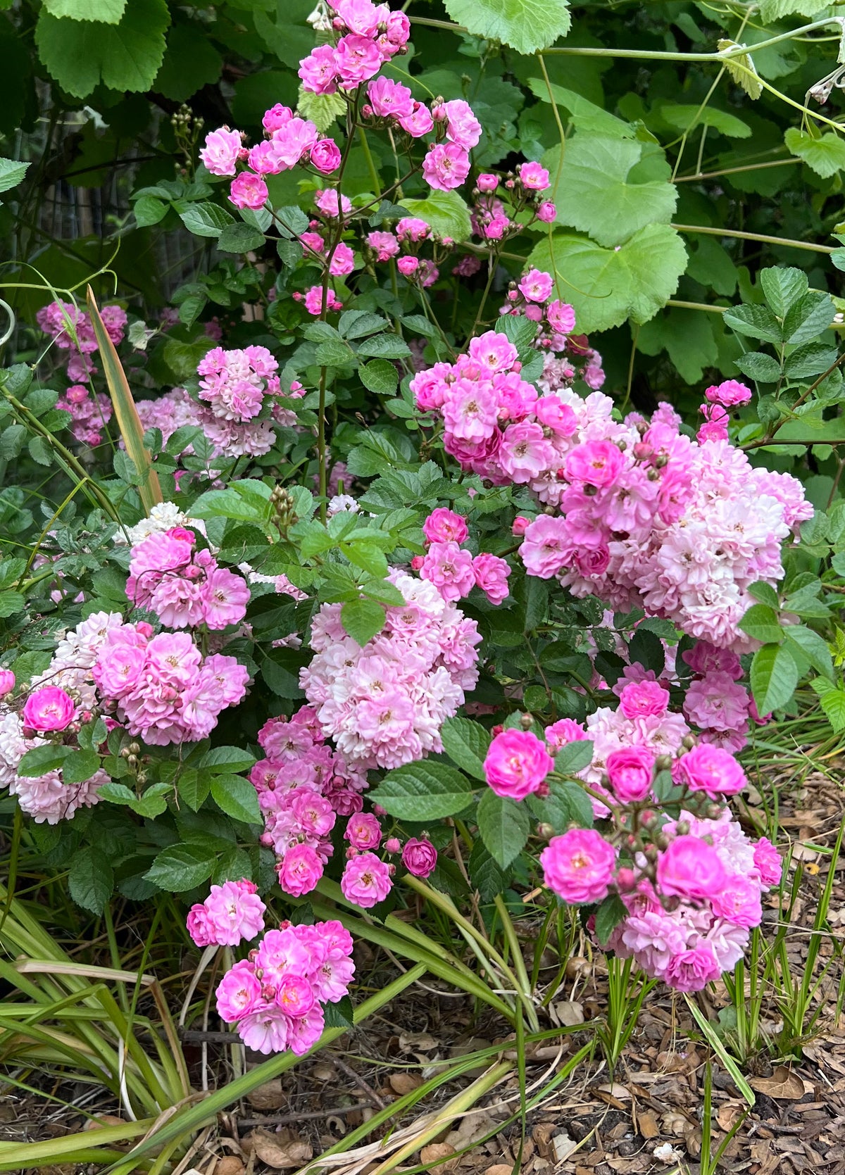 Heirloom Miniature Roses - Angel Wings