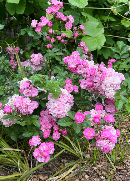 Heirloom Miniature Roses - Angel Wings