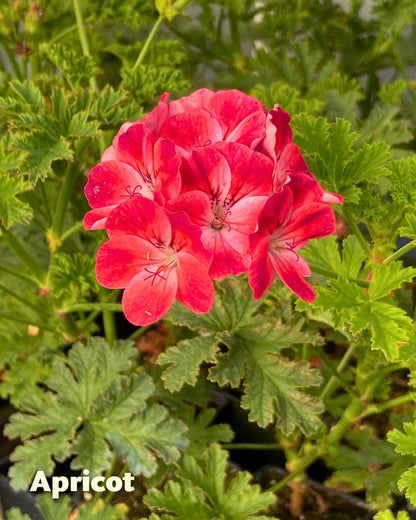 Scented Geraniums - Fruit Cocktail