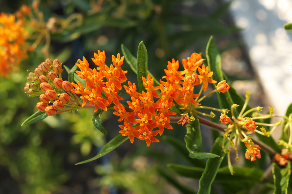 Butterfly Asclepias - Orange Milkweed
