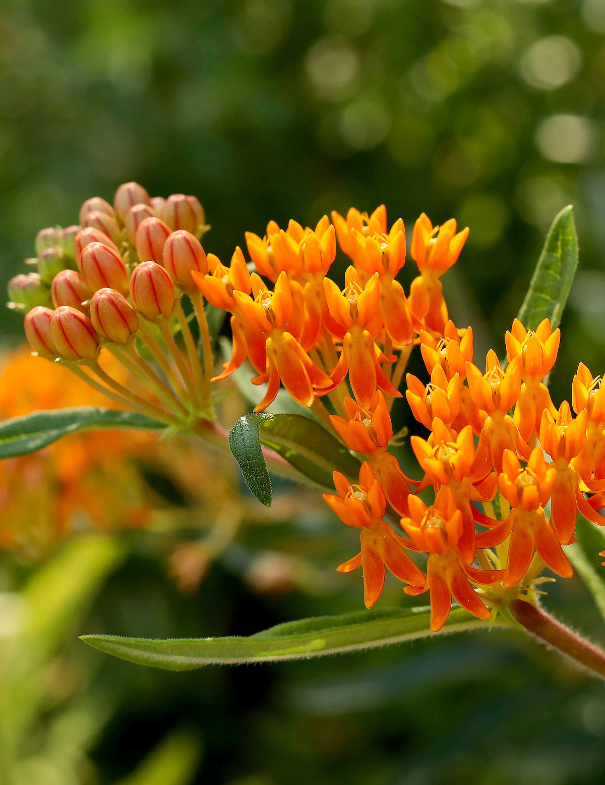 Butterfly Asclepias - Orange Milkweed