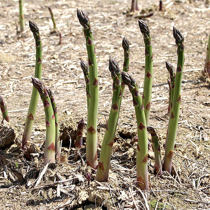 Asparagus Crowns - Millennium