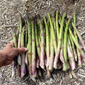 Asparagus Crowns - Millennium
