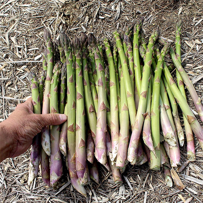Asparagus Crowns - Millennium