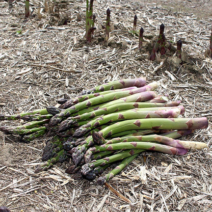 Asparagus Crowns - Millennium