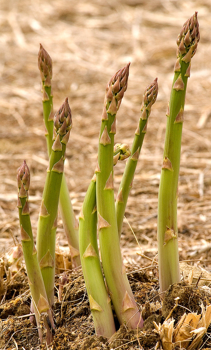 Asparagus Crowns - Millennium