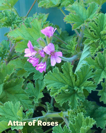 Scented Geraniums - Rose Garden