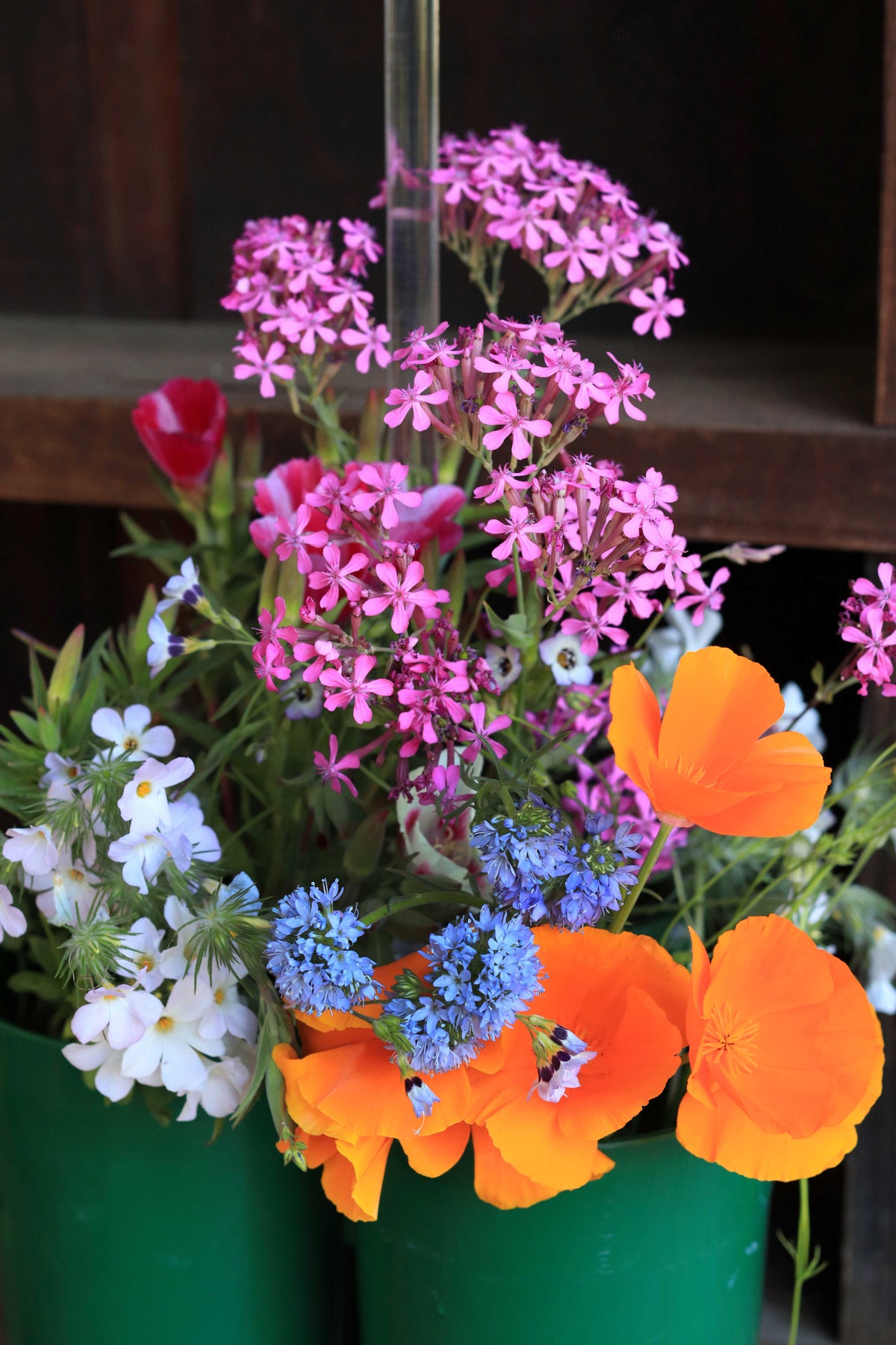Bonus Pack - Easy Annual Wildflowers Nature’s Color Palette