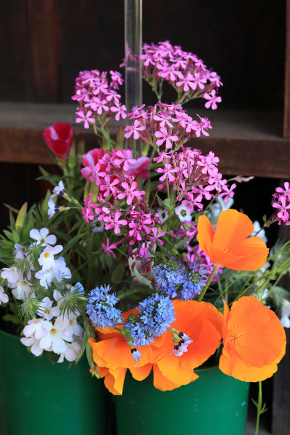 Bonus Pack - Easy Annual Wildflowers Nature’s Color Palette