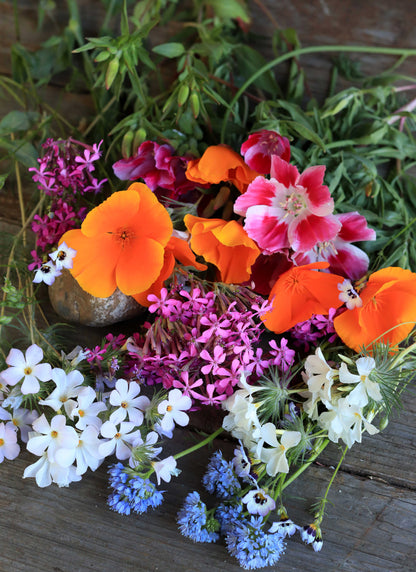 Bonus Pack - Easy Annual Wildflowers Nature’s Color Palette