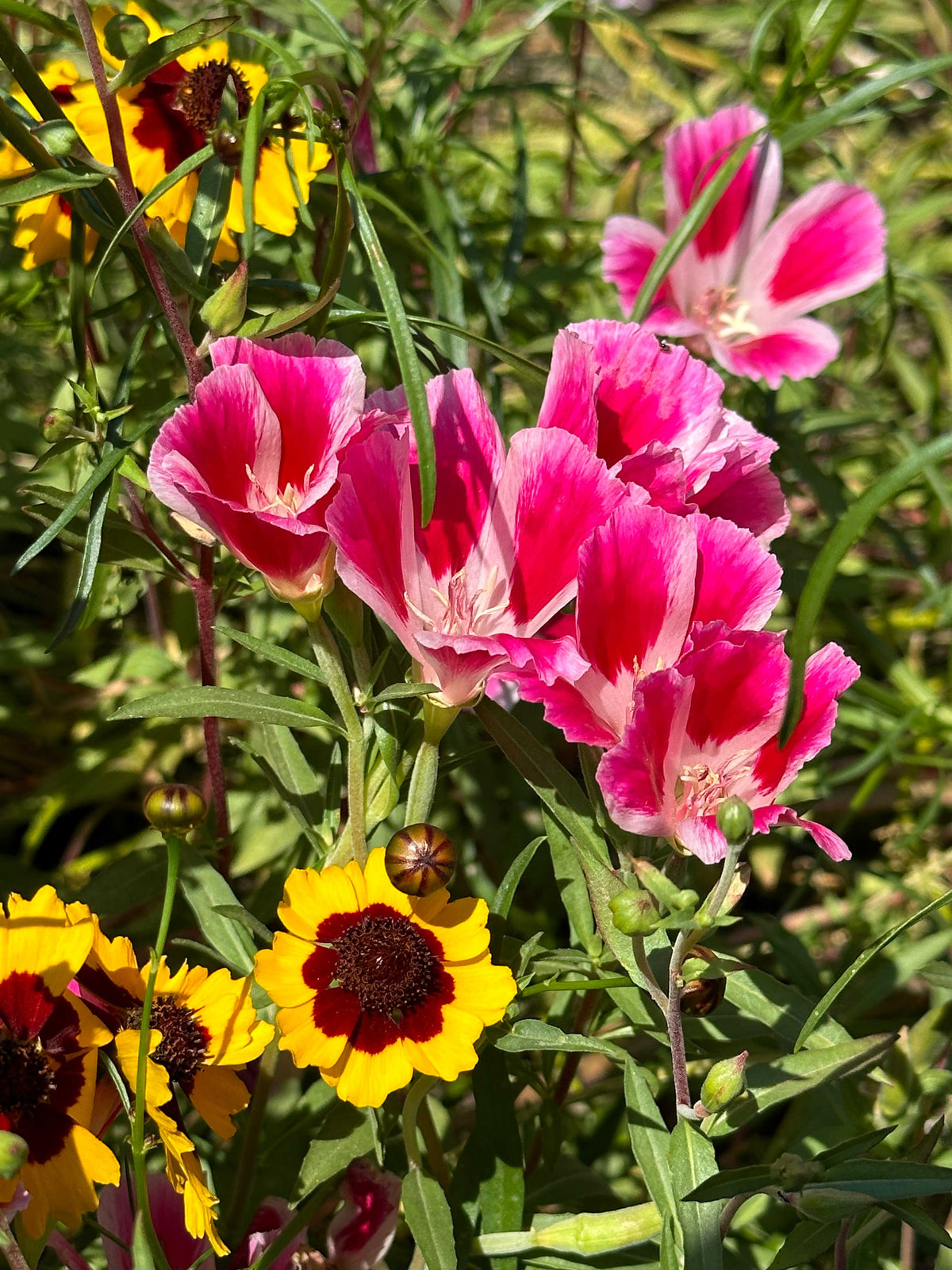 Bonus Pack - Easy Annual Wildflowers Nature’s Color Palette