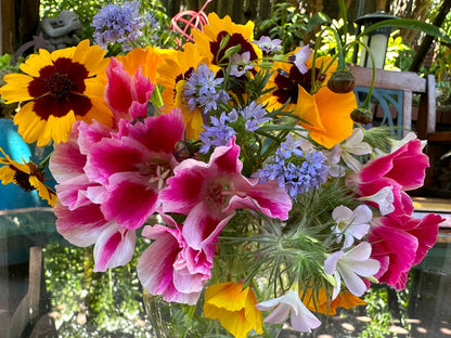 Bonus Pack - Easy Annual Wildflowers Nature’s Color Palette