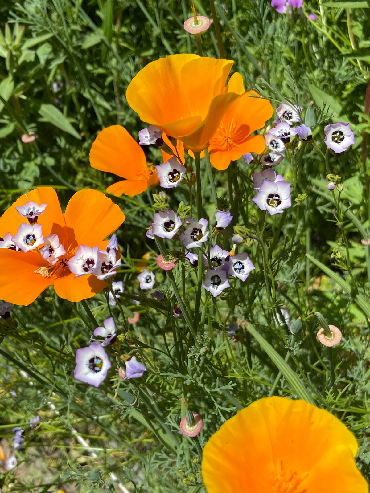 Bonus Pack - Easy Annual Wildflowers Nature’s Color Palette