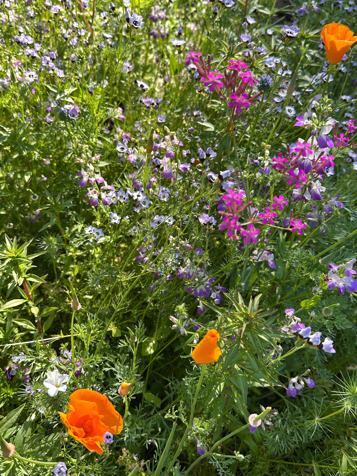 Bonus Pack - Easy Annual Wildflowers Nature’s Color Palette