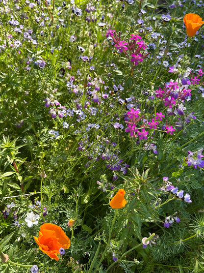 Bonus Pack - Easy Annual Wildflowers Nature’s Color Palette
