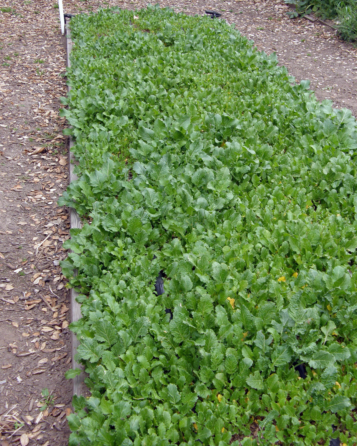 Bonus Pack - Kodiak Mustard