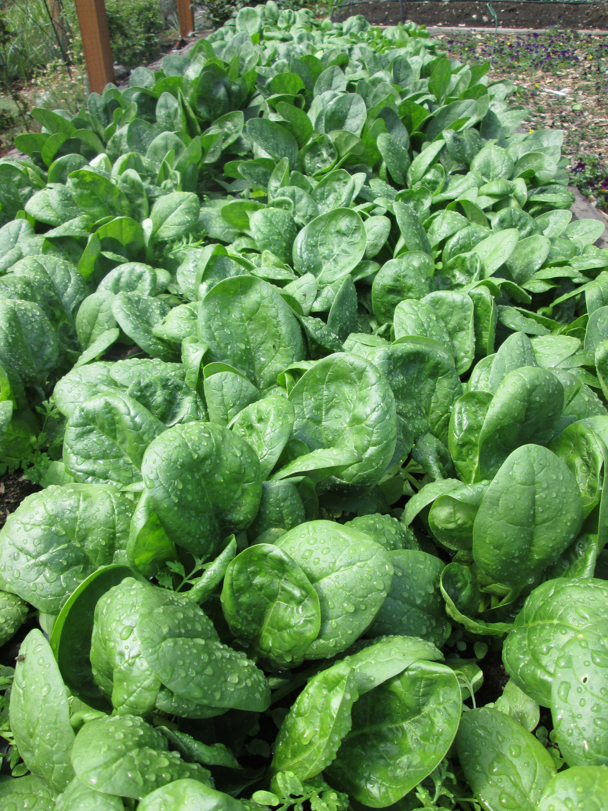 Baby Leaf Spinach - Catalina