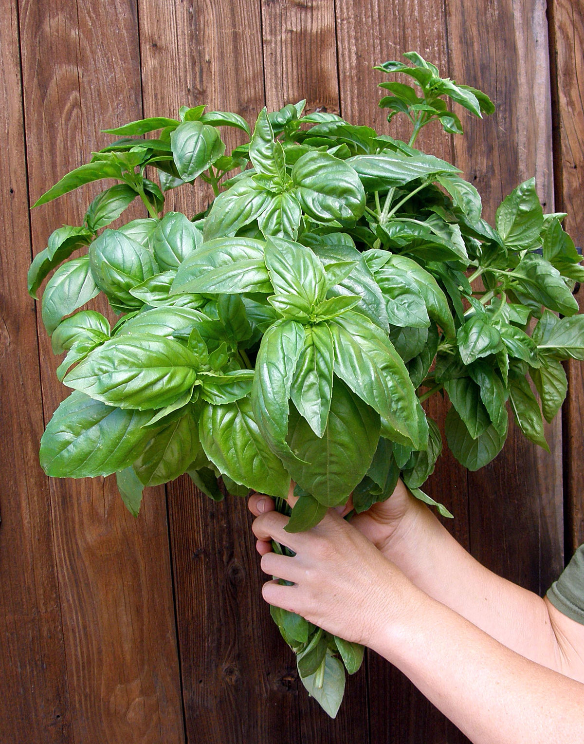 Heirloom Herbs - Sweet Green Basil