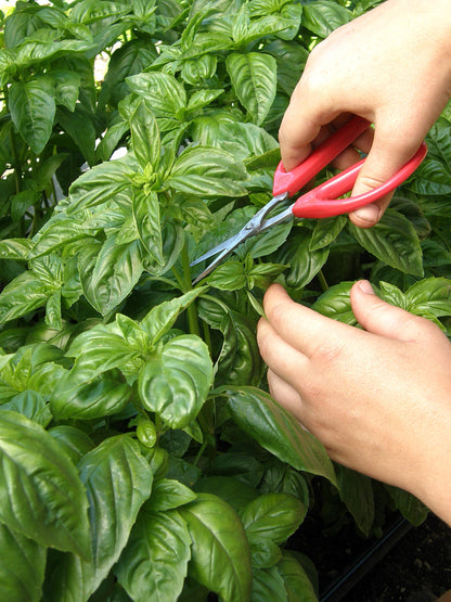 Heirloom Herbs - Sweet Green Basil