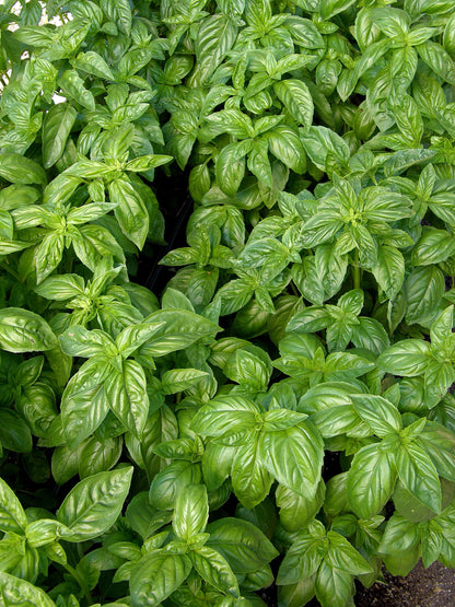 Heirloom Herbs - Sweet Green Basil