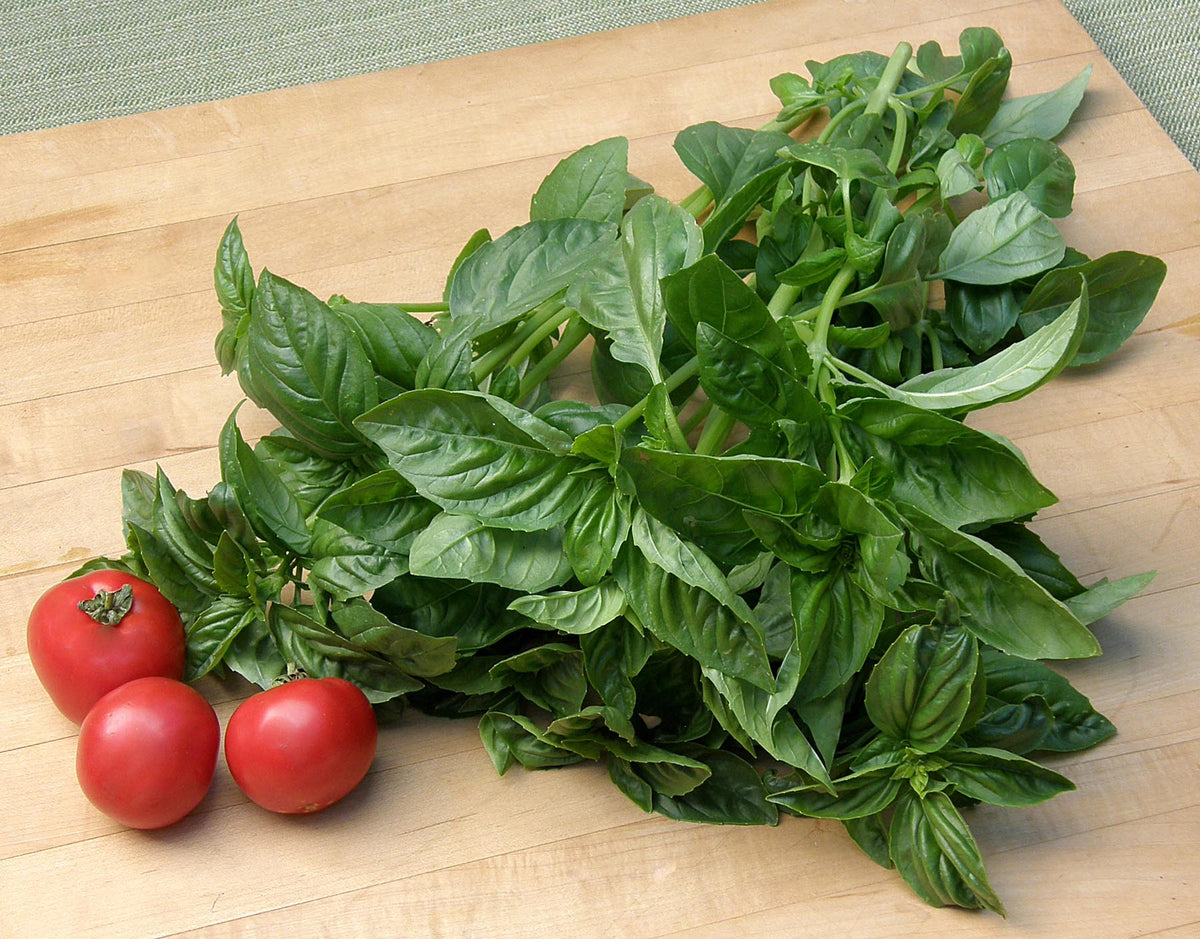 Heirloom Herbs - Sweet Green Basil