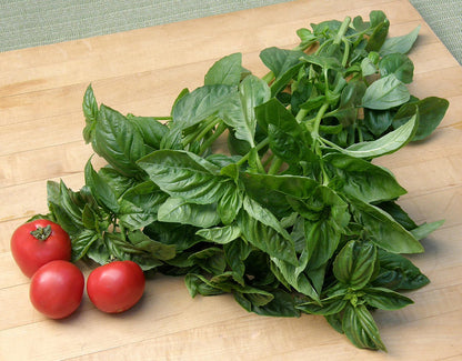 Heirloom Herbs - Sweet Green Basil