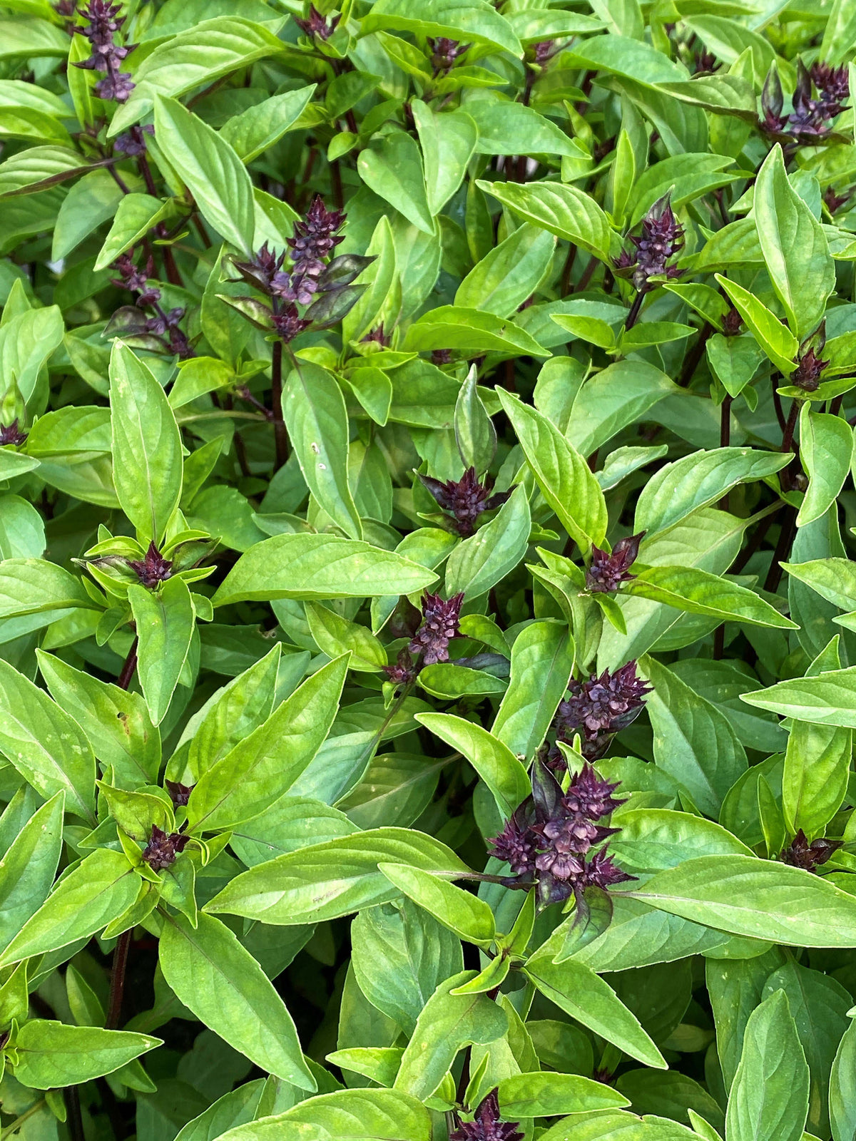 True Thai Basil - Queenette