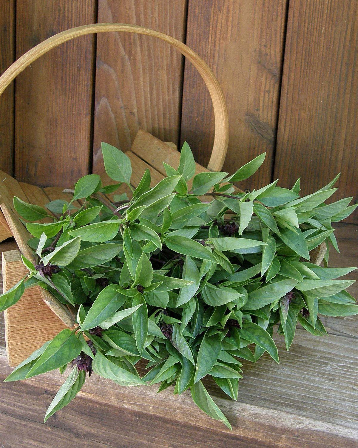 True Thai Basil - Queenette