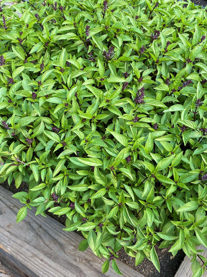 True Thai Basil - Queenette