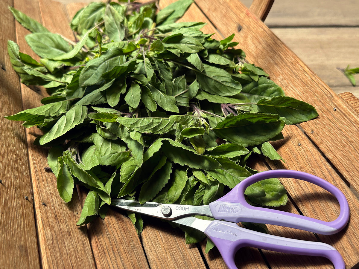 Medicinal Herbs - Tulsi Holy Basil