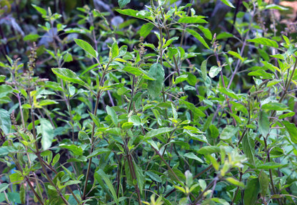 Medicinal Herbs - Tulsi Holy Basil