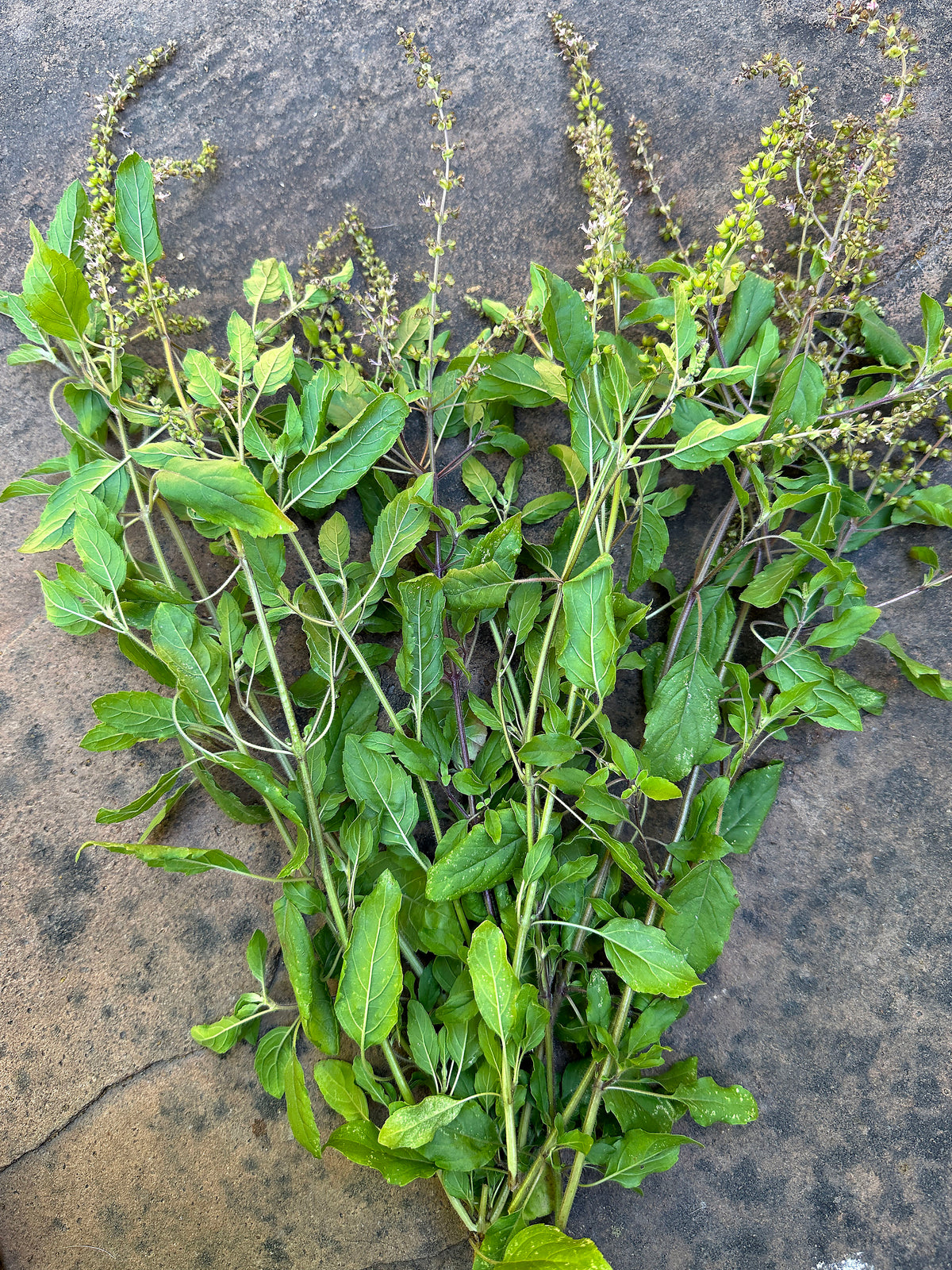 Medicinal Herbs - Tulsi Holy Basil