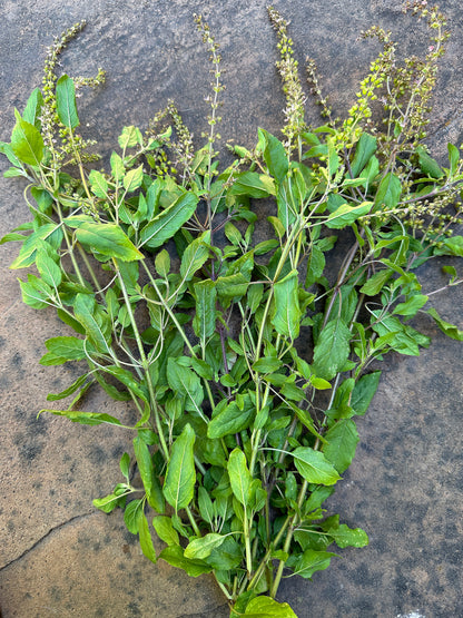 Medicinal Herbs - Tulsi Holy Basil
