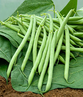 Bush Bean Castandel - The "Weekend Bean"