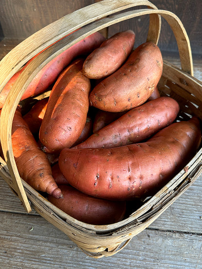 Sweet Potato Plants - Beauregard