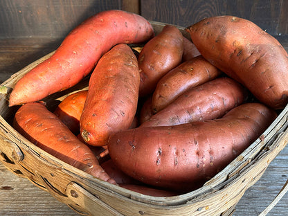 Sweet Potato Plants - Beauregard