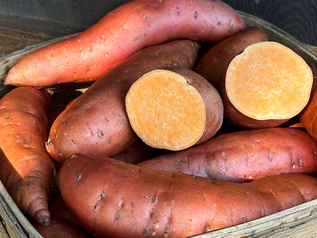 Sweet Potato Plants - Beauregard