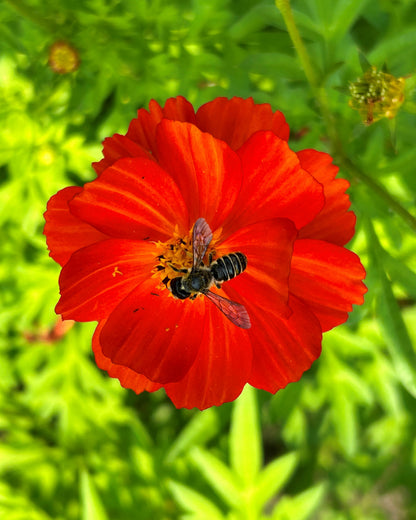 Butterfly Cosmos - Little Ladybirds