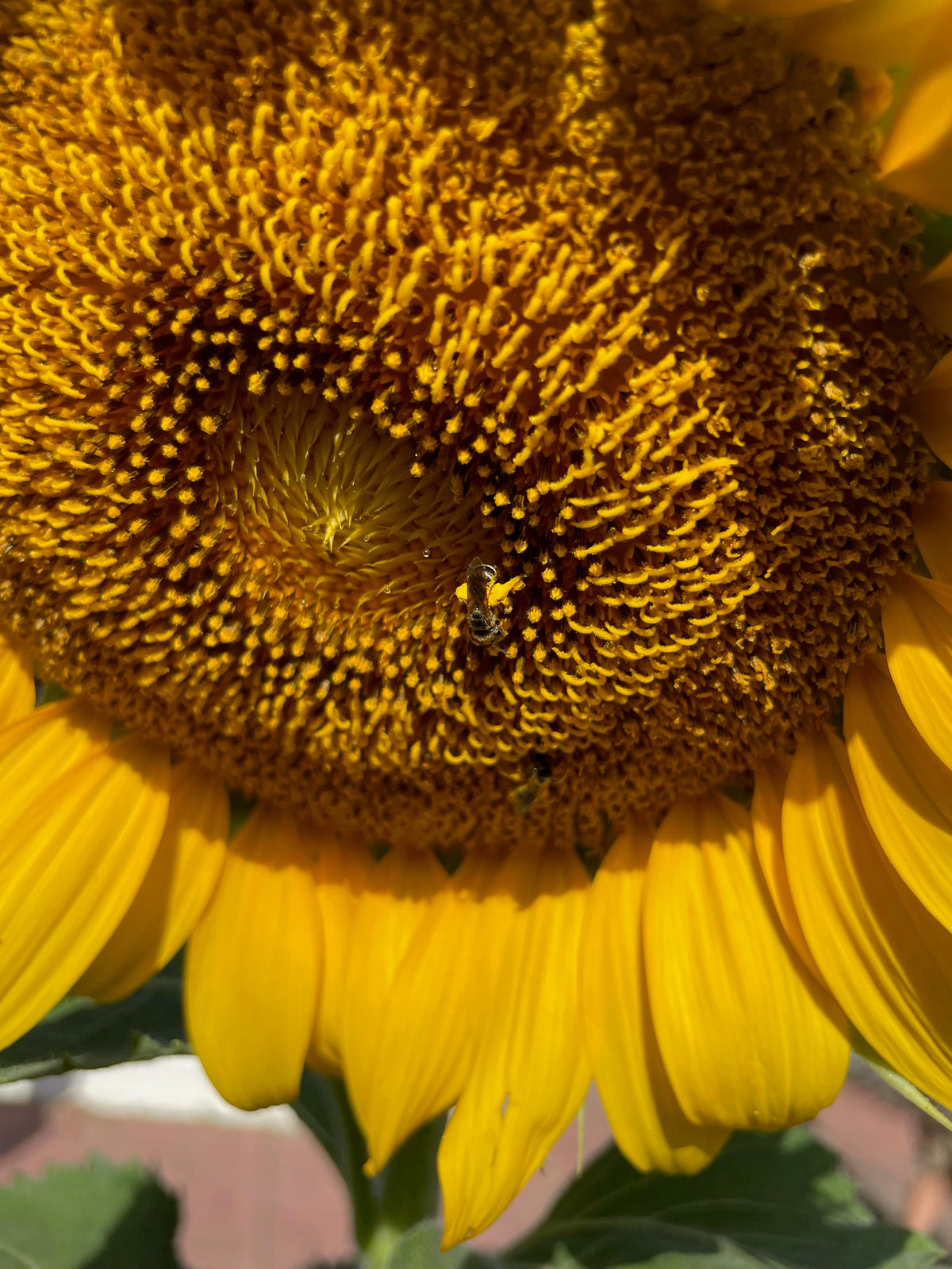 Songbird/Pollinator Flowers - The Birds & Bees Sunflowers
