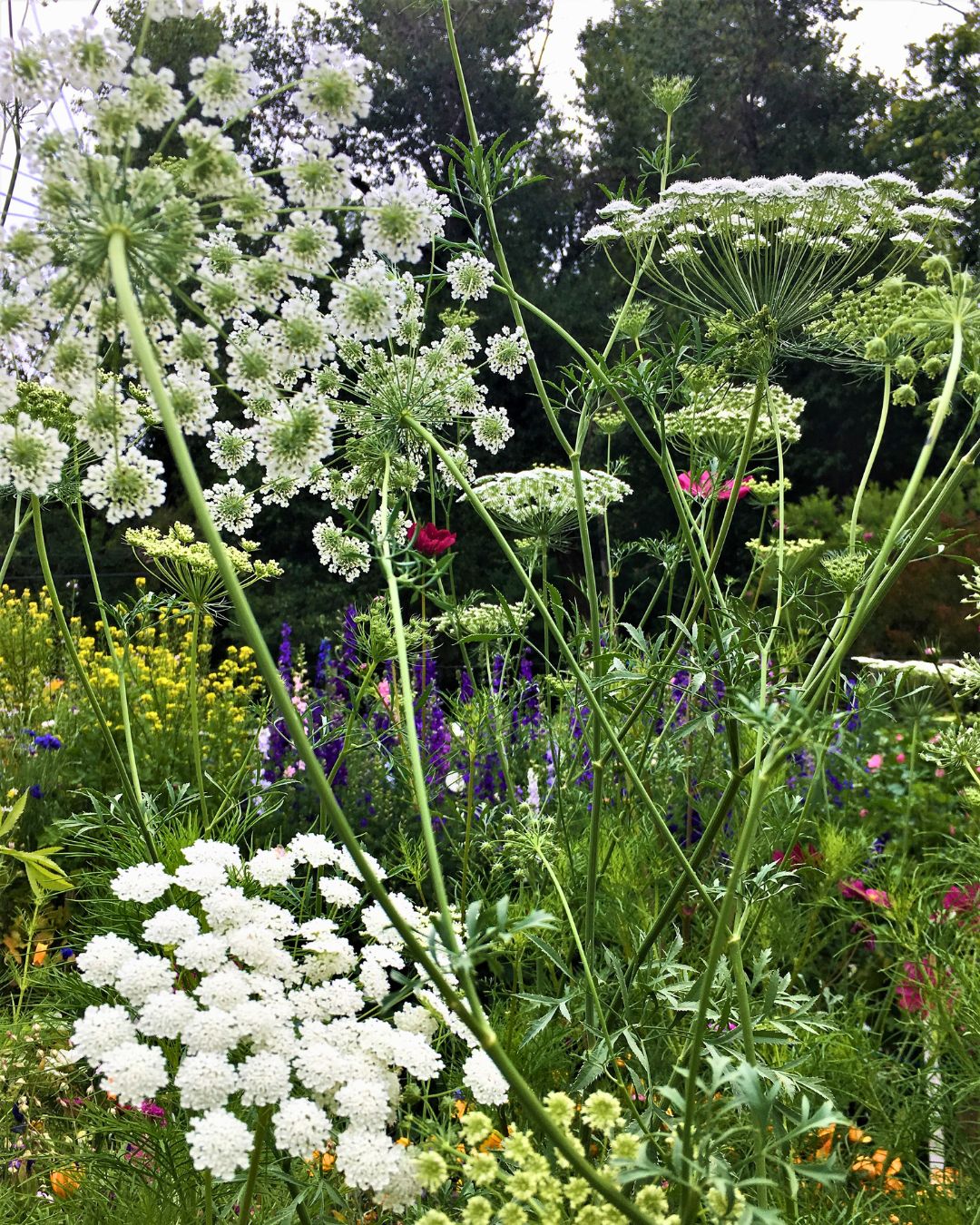 Butterfly Flowers - White Bishop's Lace