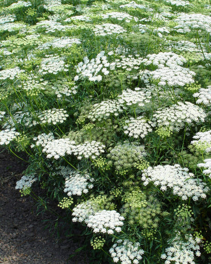 Butterfly Flowers - White Bishop's Lace